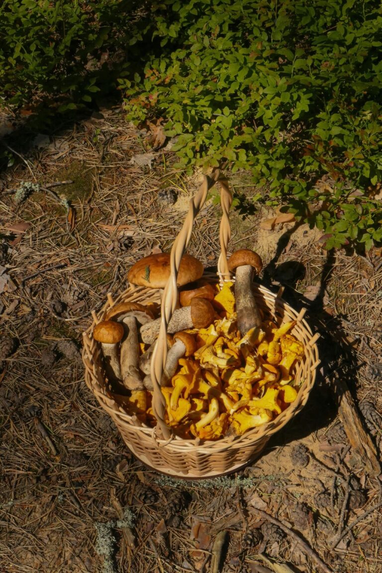 11 Foraged vs Store-Bought Foods: Hidden Benefits Your Family Should Know