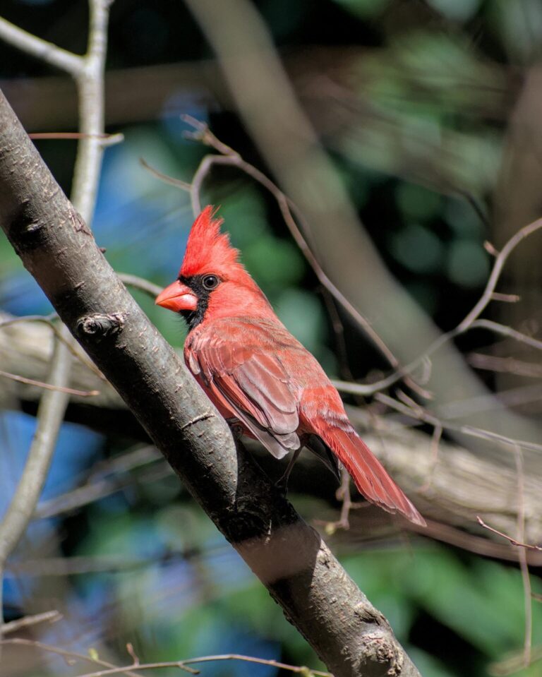 7 Tips for Building a Sustainable Backyard Ecosystem That Nurtures Local Wildlife