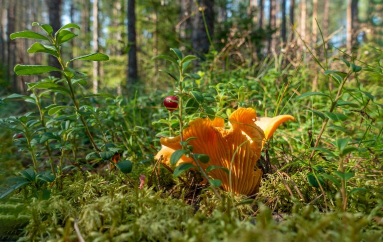 10 Essential Foraging Tools & Techniques Every Nature Lover Should Know