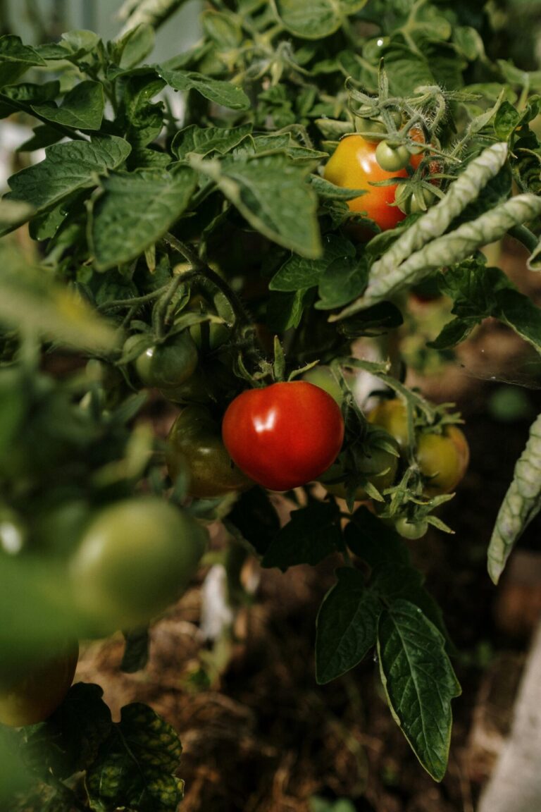 12 Sustainable Home Gardening Tips for Beginners That Save Time and Money