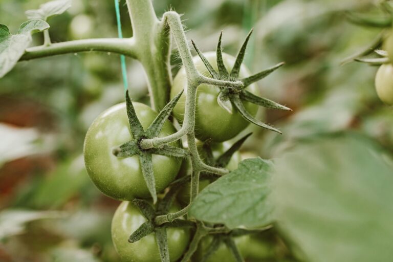 9 Food Preservation Workshops Near You That Build Lifelong Skills