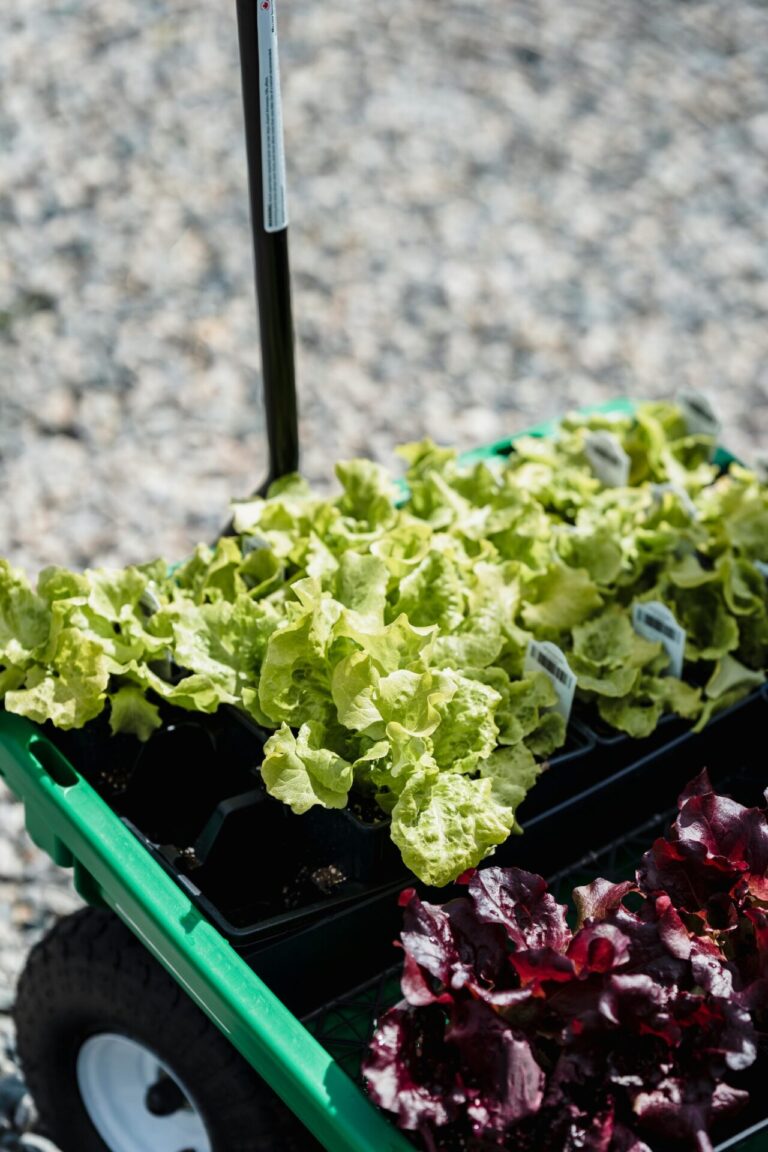 8 Container Gardening Seed Saving Strategies That Support Future Harvests