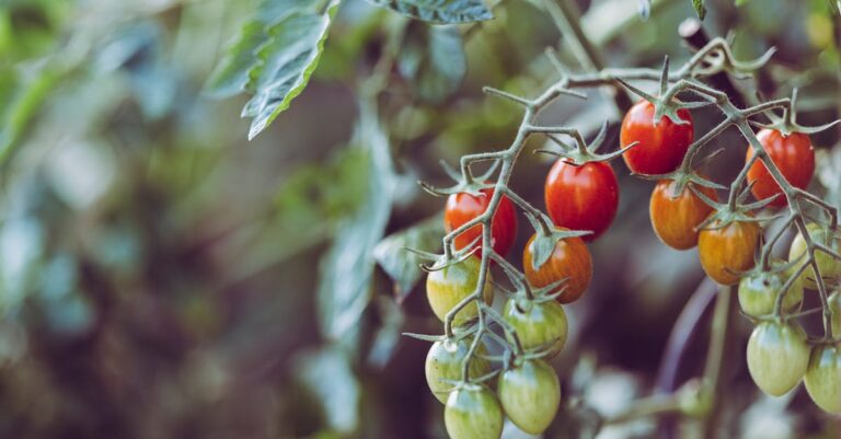 7 Sustainable Gardening Practices for Beginners Using What You Have