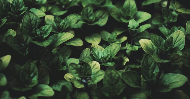 7 Ways to Start an Herbal Garden as a Family That Create Lasting Memories